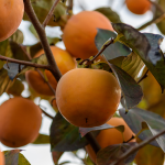 yeni-proje-3png-Dnk3VL1htEqf25OWVXi-CA