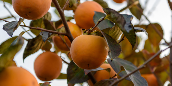 Trabzon hurması üretiminde yeni dönem