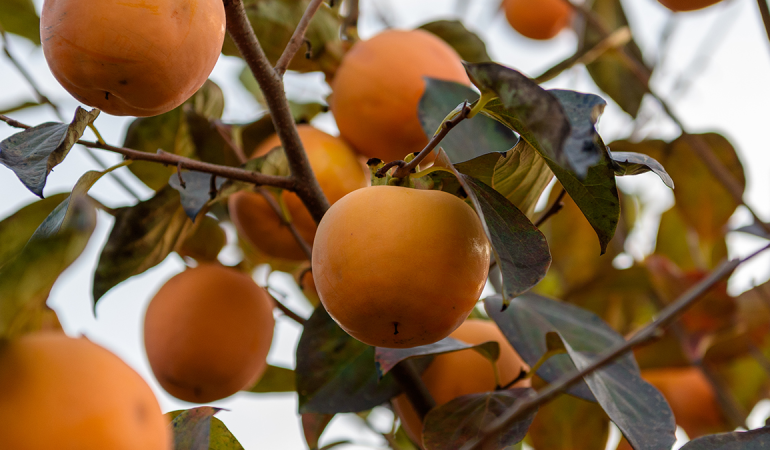 yeni-proje-3png-Dnk3VL1htEqf25OWVXi-CA