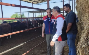 Çine’de hayvancılık desteğinden yararlanan işletmede inceleme yapan tarım yetkilileri
