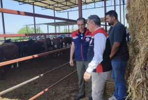 Çine’de hayvancılık desteğinden yararlanan işletmede inceleme yapan tarım yetkilileri
