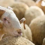 TİGEM tarafından üreticilere teslim edilmek üzere hazırlanan damızlık küçükbaş hayvan sürüsü