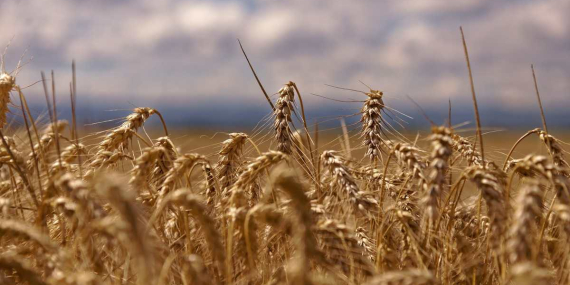 TEKİRDAĞ’DA ARPA HASADI BAŞLADI:REKOLTE BEKLENTİSİ YÜKSEK