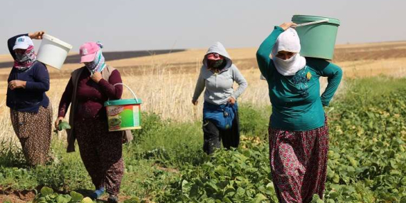 Yargıtay’dan tarım işçilerine tarihi tazminat kararı