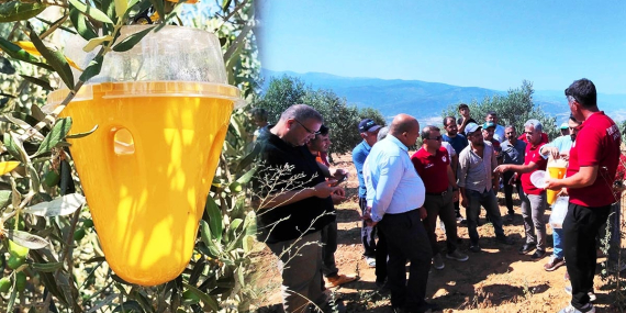 Buldan’da zeytin sineğine karşı biyoteknik mücadele başladı