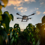 Balıkesir'de yapay zekâ destekli tarım uygulamalarında drone ile tarım arazilerinin analiz edilmesi